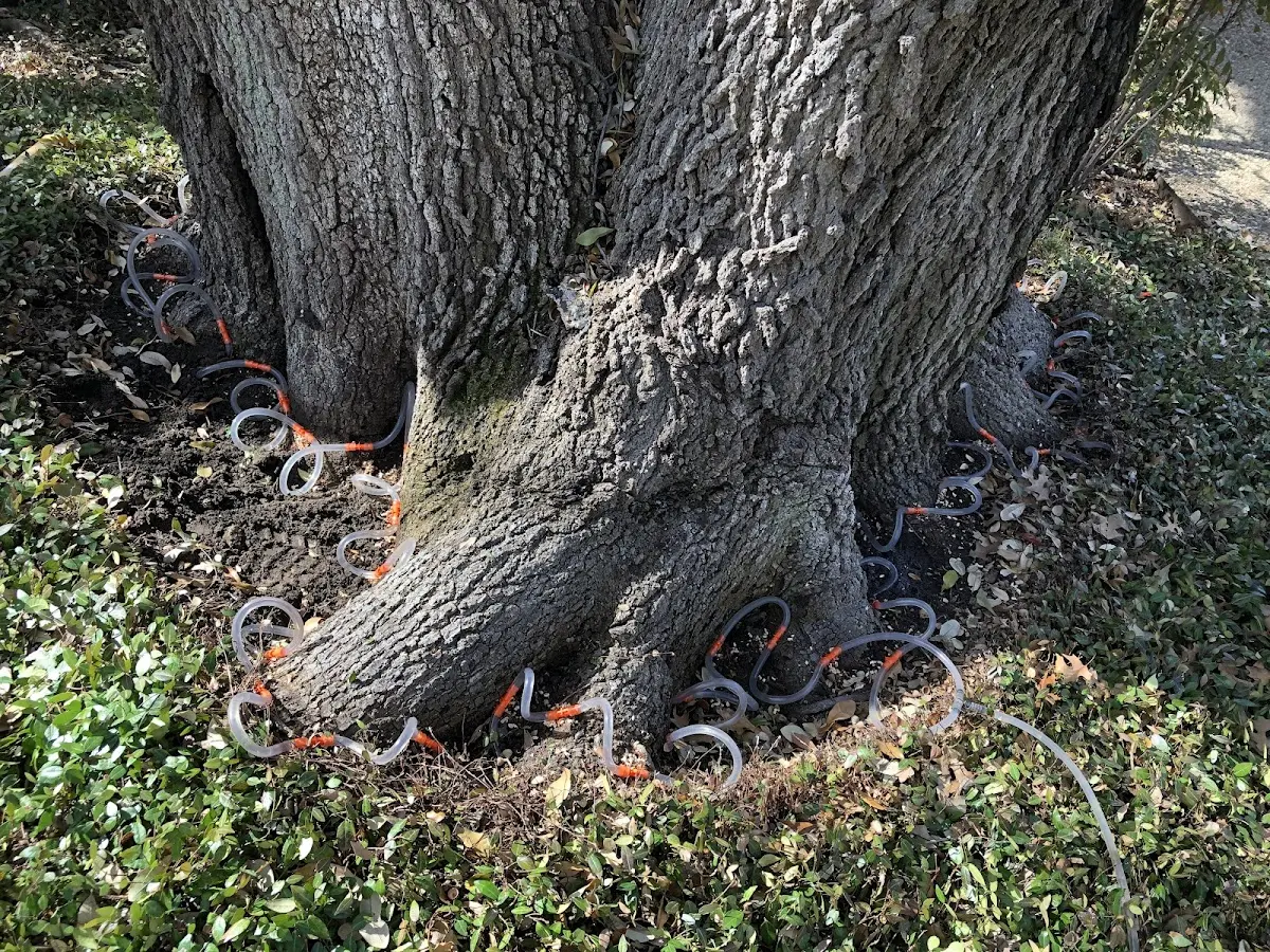 Detailed Tree Cabling and Bracing job site in June Lake