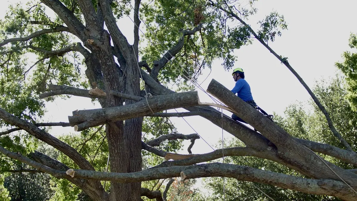 Professional Crown Thinning performed by certified arborists in June Lake