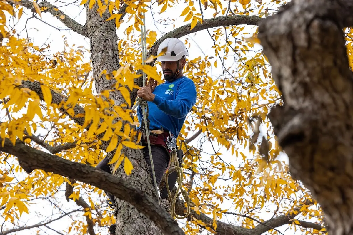 Skilled Dead Tree Removal crew working in June Lake