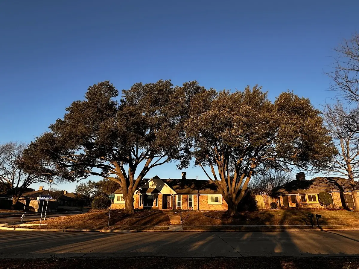 Established residential canopy tree shading a home in June Lake